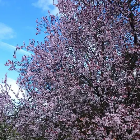 Pensjonat Willischza Burg (Spreewald)