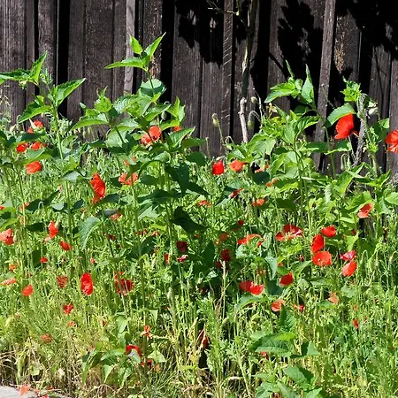 Pensionat Willischza