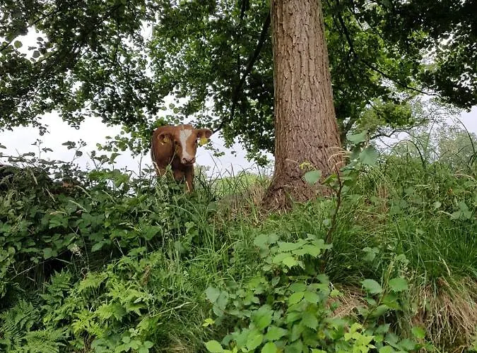 Konukevi Willischza Burg (Spreewald)