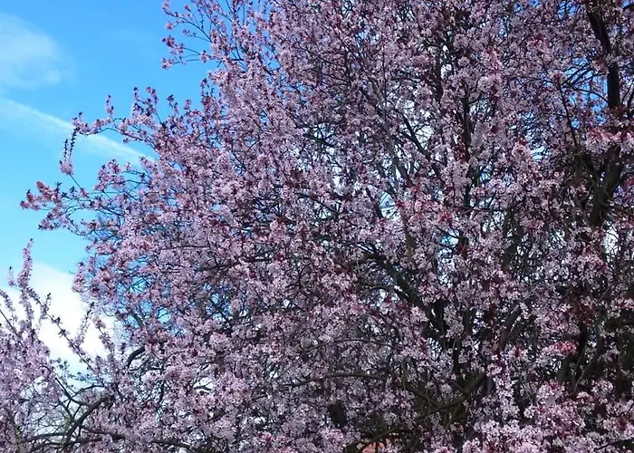 Konukevi Willischza Burg (Spreewald)