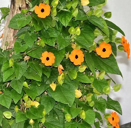 Willischza Burg (Spreewald)