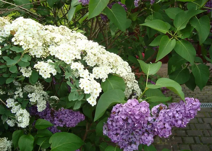 Konukevi Willischza 3*